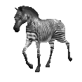 zebra1.gif