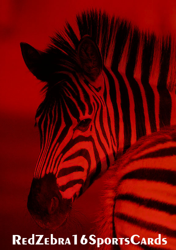 zebra99.jpg